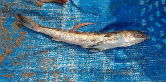 Image of Indian lizardfish