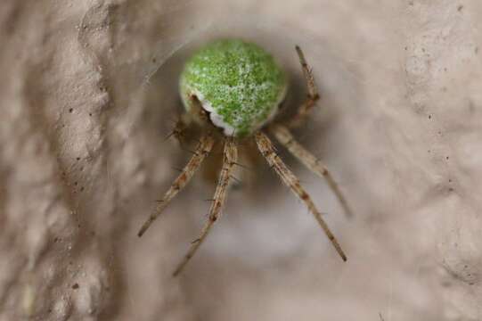 Image de Araneus detrimentosus (O. Pickard-Cambridge 1889)