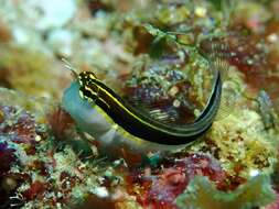 Image of Linear Blenny