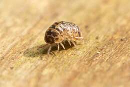 Imagem de Armadillidium pictum Brandt 1833