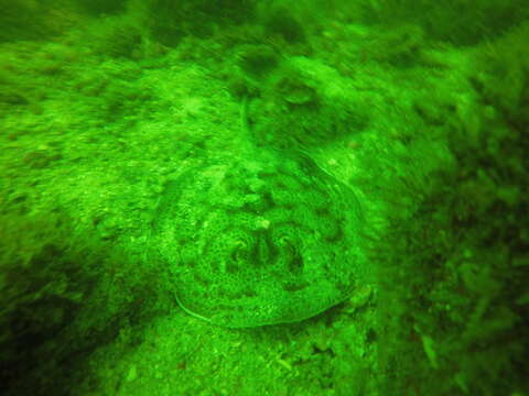 Image of Central American round stingray