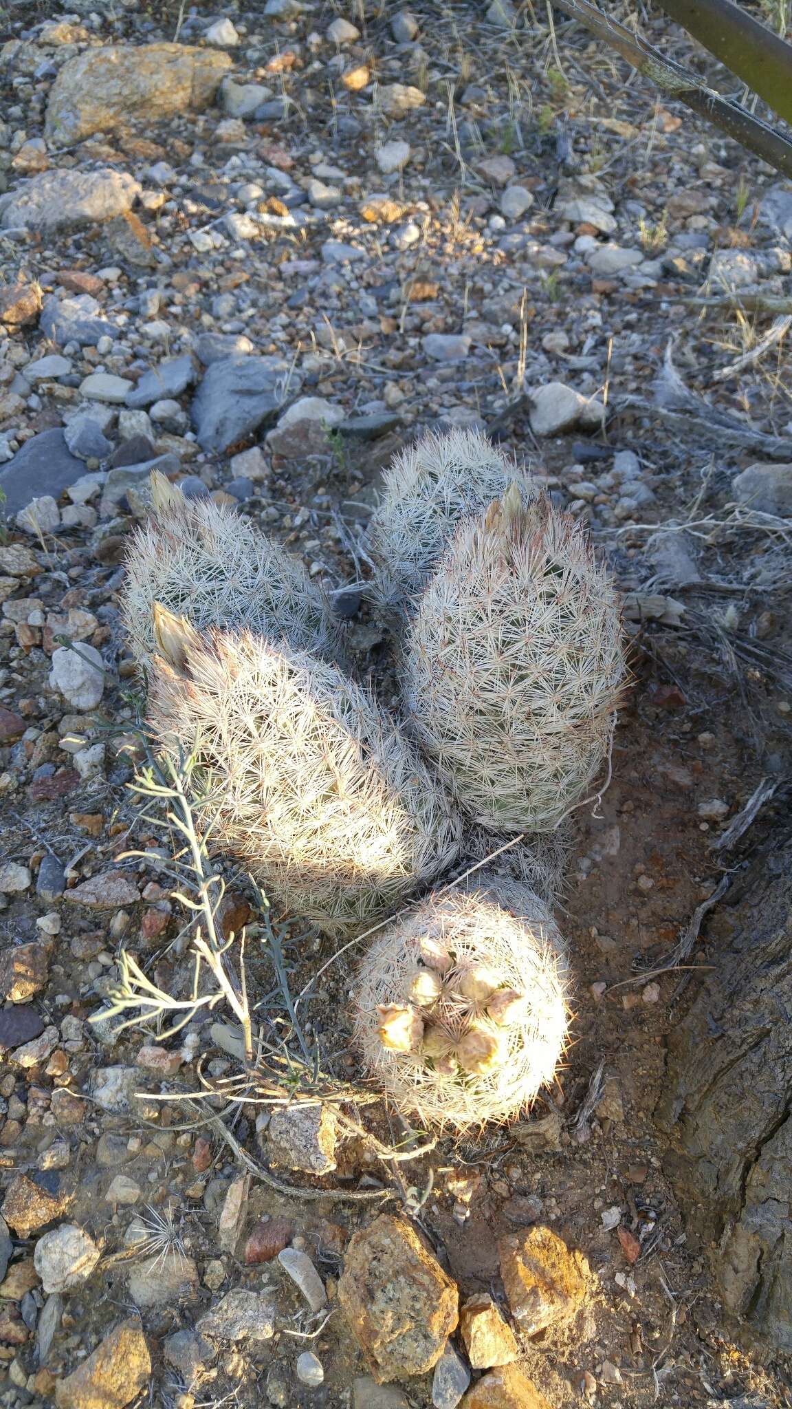 Image of Escobaria chlorantha (Engelm.) Buxb.