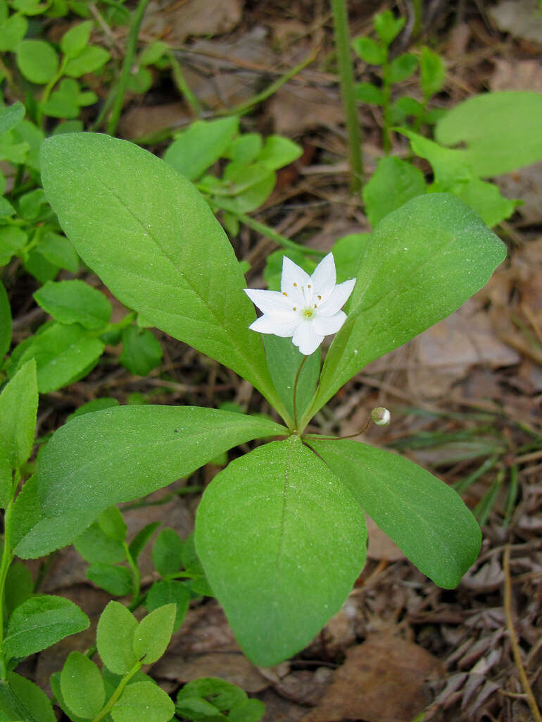 صورة Lysimachia europaea (L.) U. Manns & Anderb.