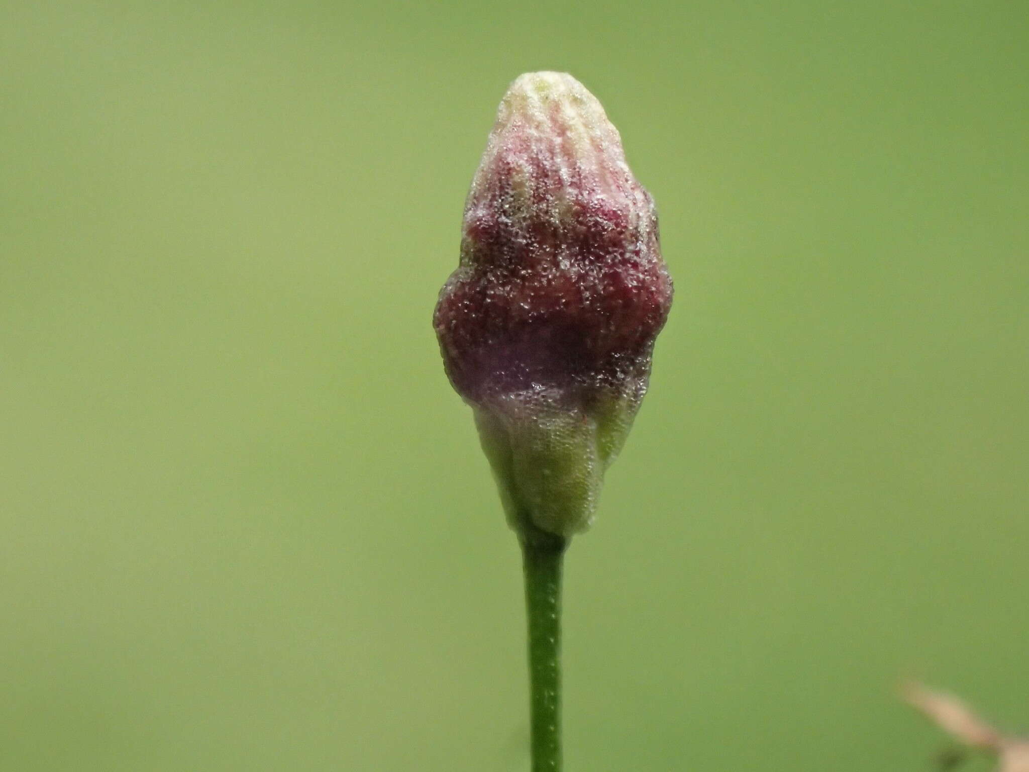 Image of Schizomyia galiorum Kieffer 1889