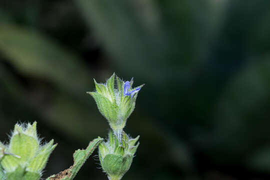 Image of Salvia hirsuta Jacq.