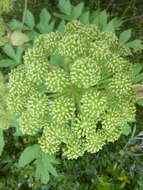 Image of Norwegian angelica