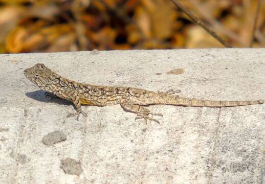 Urosaurus bicarinatus (Duméril 1856) resmi