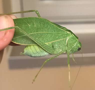 Image of Greater Angle-wing Katydid