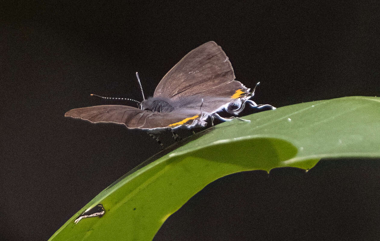 Слика од Hypolycaena thecloides (Felder 1860)