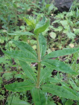 Hylotelephium viviparum (Maxim.) H. Ohba resmi