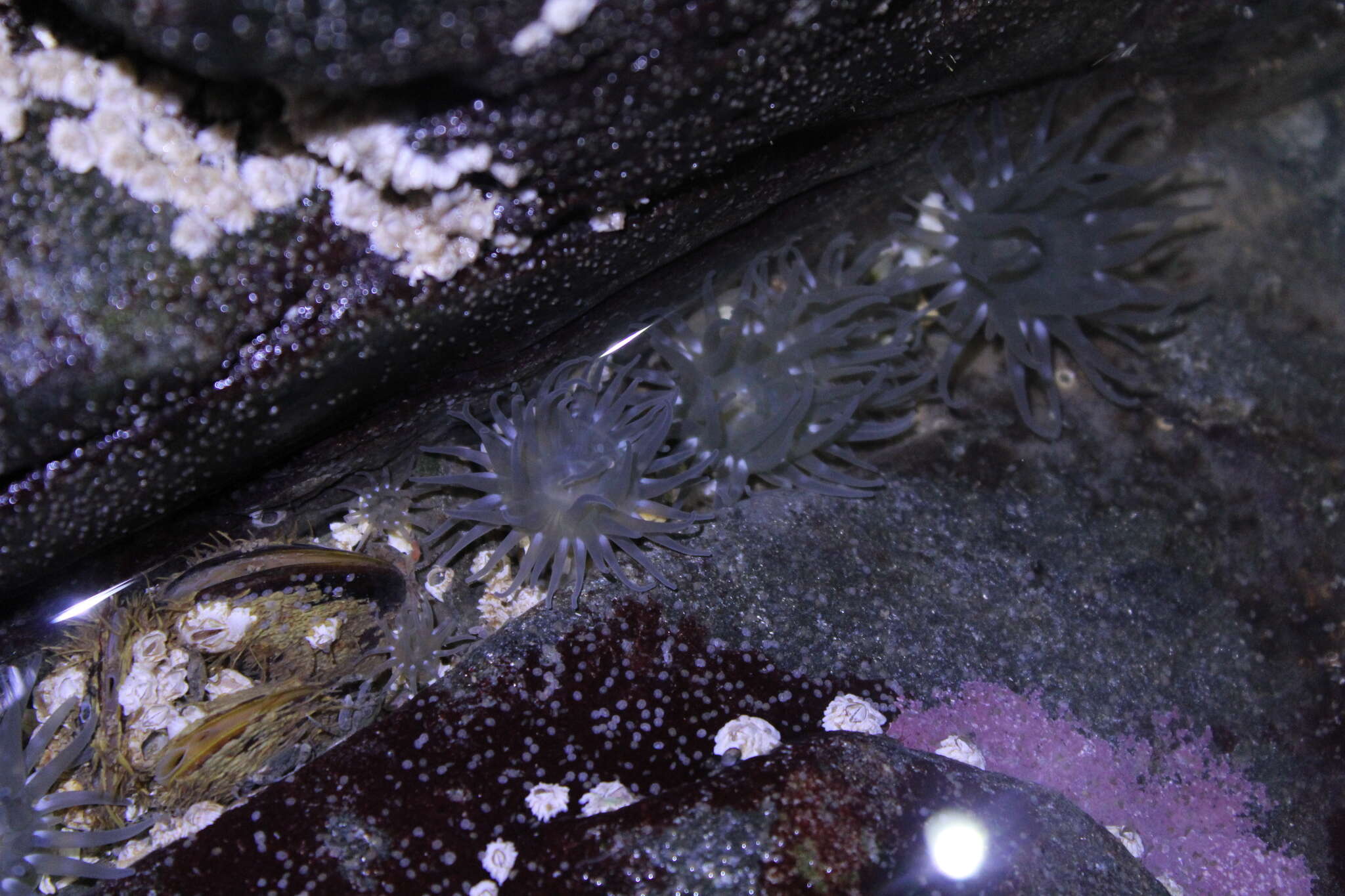 Image of silver-spotted sea anemone