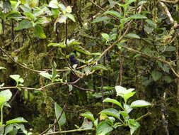 Image of Black-throated Brilliant