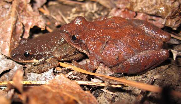 Image of Pseudacris collinsorum