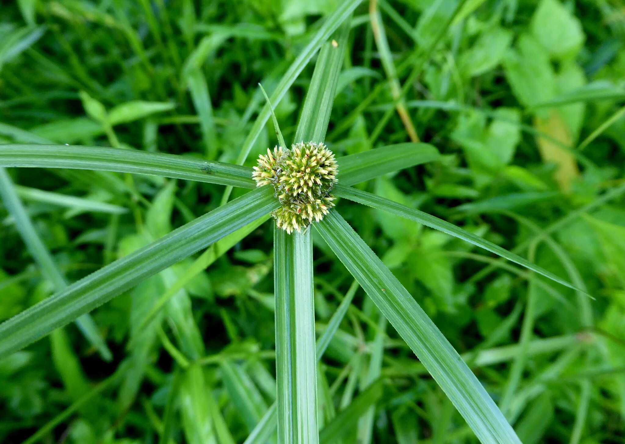 Image of Cyperus aromaticus (Ridl.) Mattf. & Kük.