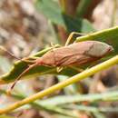 Image de Pomponatius typicus Distant 1904