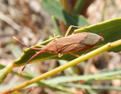 صورة Pomponatius typicus Distant 1904