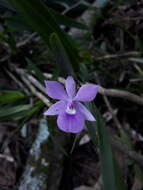 Image of Dimerandra emarginata (G. Mey.) Hoehne