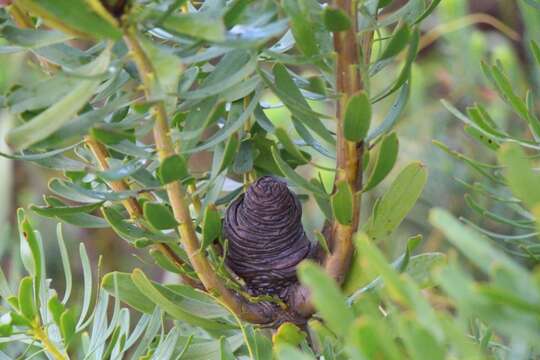 Image of Leucadendron platyspermum R. Br.