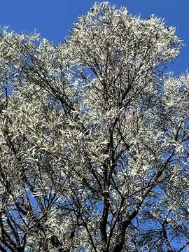 Image of Acacia harpophylla F. Muell. ex Benth.