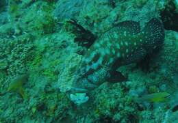 Image of Peacock rockcod