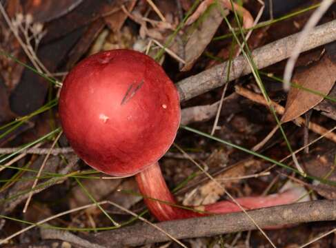 Imagem de Boletellus obscurecoccineus (Höhn.) Singer 1945