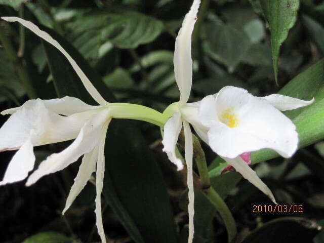 Imagem de Trichopilia fragrans (Lindl.) Rchb. fil.