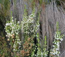 Image of Erica glomiflora var. glomiflora