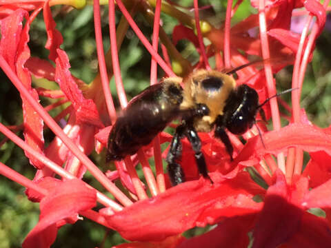 Image of Eastern Carpenter Bee