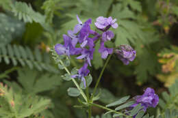 Image de Vicia sosnowskyi Ekvtim.