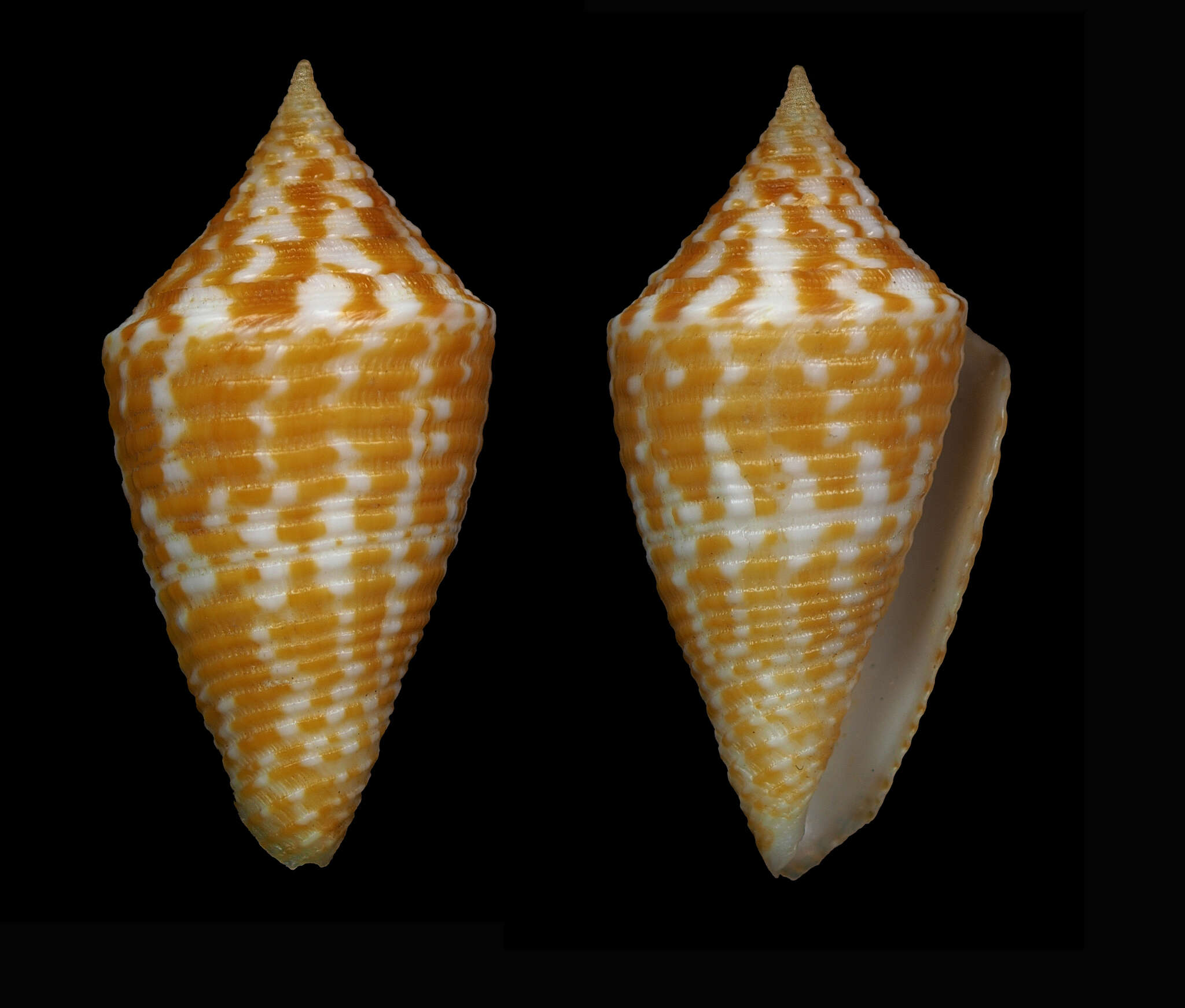 Image de Conus acutangulus Lamarck 1810