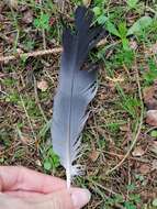 Image of Columba palumbus palumbus Linnaeus 1758