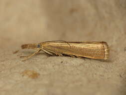 صورة Agriphila straminella