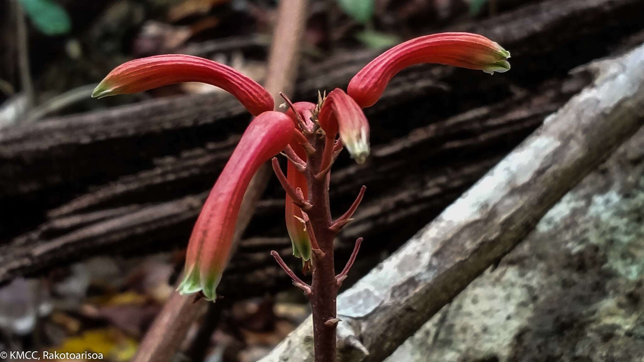 Aloe ambrensis J.-B. Castillon resmi