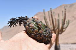 Image of Browningia candelaris (Meyen) Britton & Rose