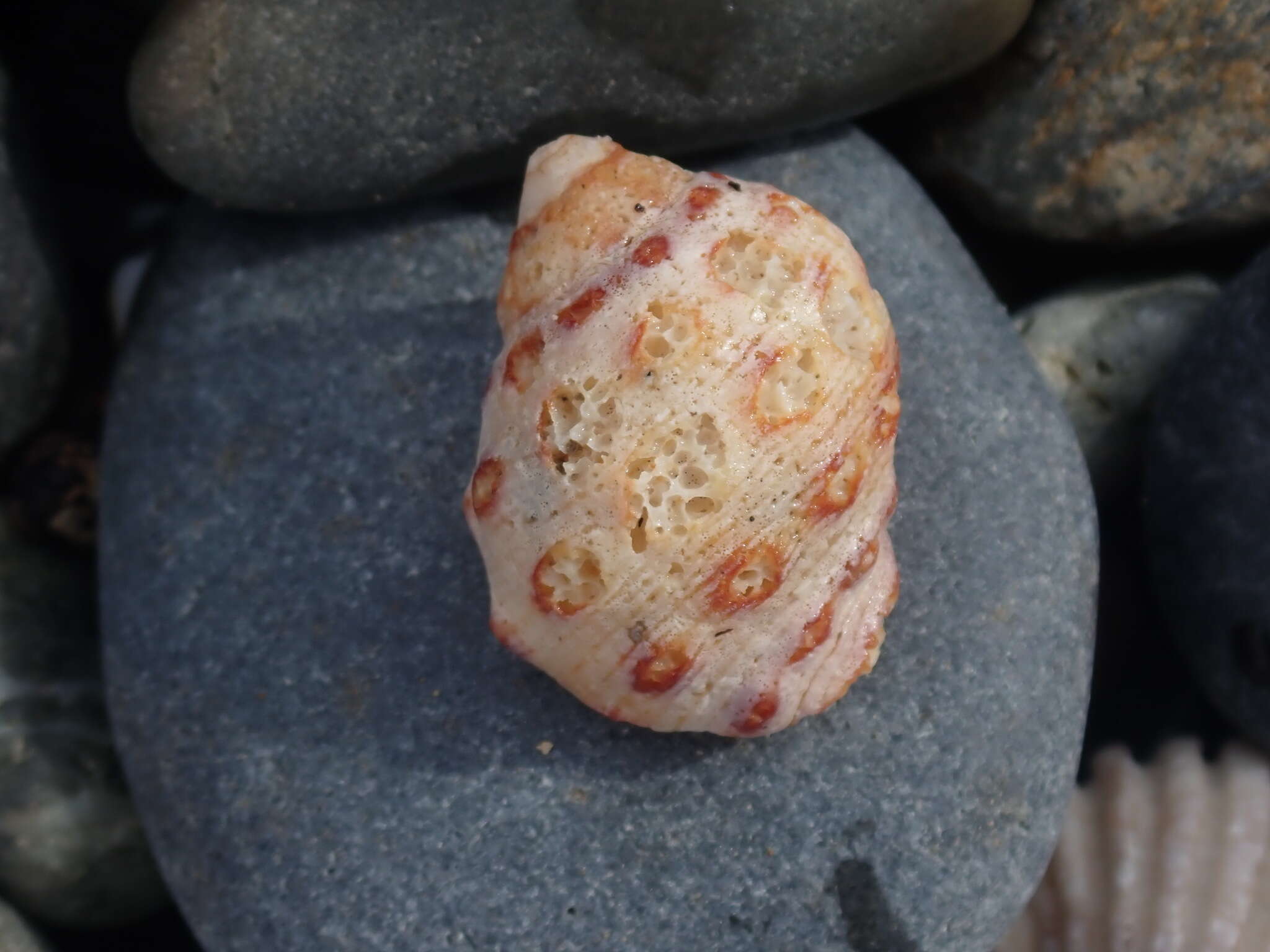 Image of alou rock shell