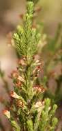 Image of Erica caffrorum Bolus