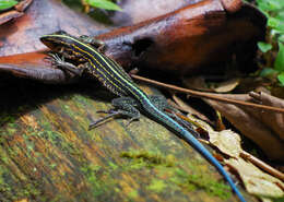 Image of Four-lined Ameiva