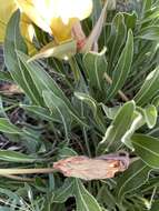 Oenothera howardii (A. Nels.) W. L. Wagner resmi