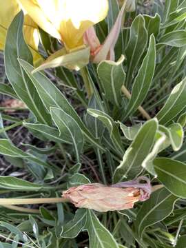 Image de Oenothera howardii (A. Nels.) W. L. Wagner