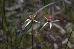Image of Wimmera spider orchid