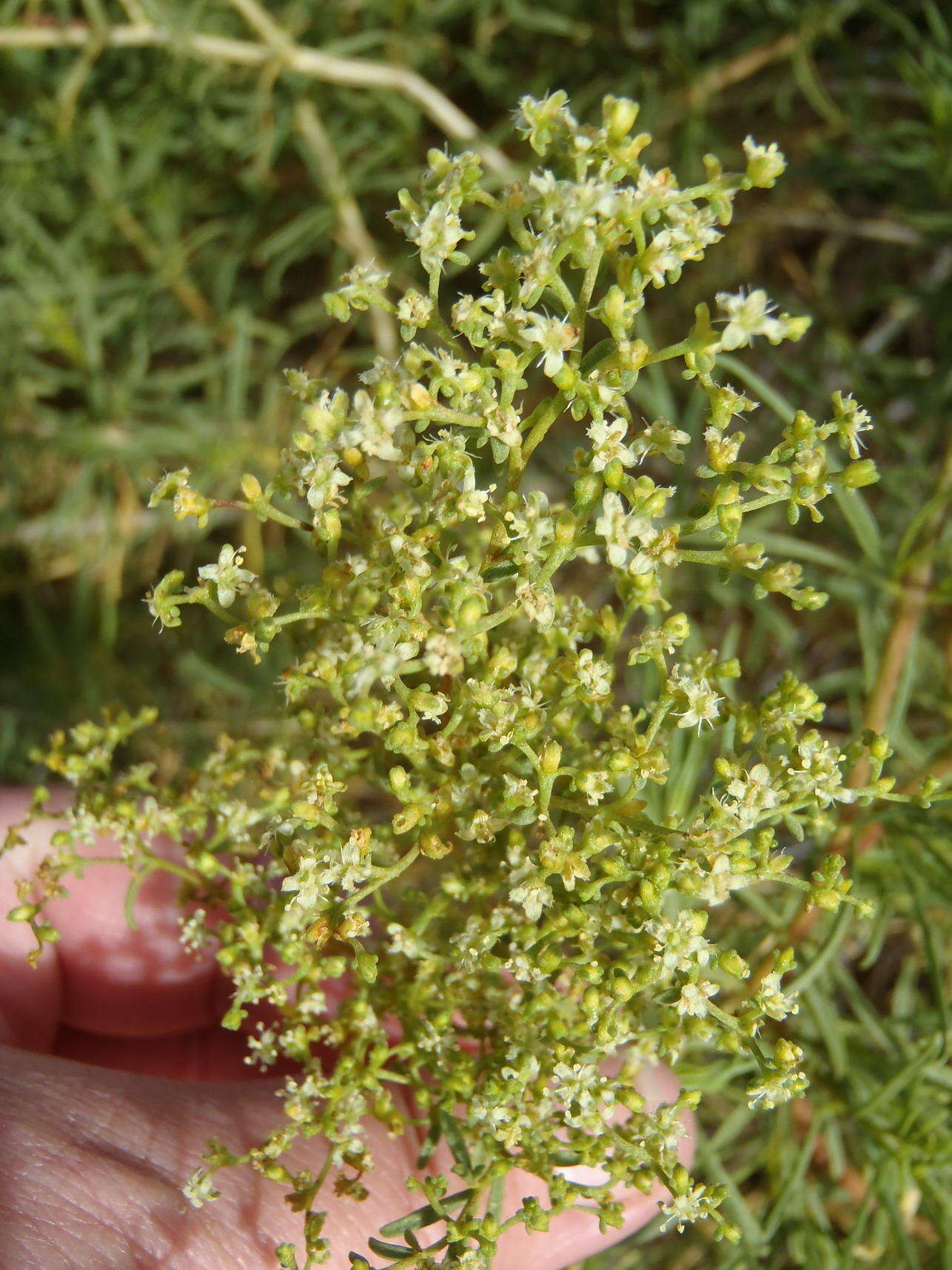 Image of Aizoon africanum (L.) Klak