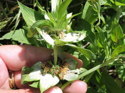 Image of spotted beebalm