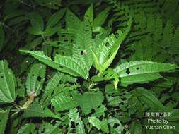 Image of Pilea angulata (Bl.) Bl.