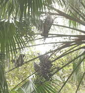 Image of Topknot Pigeons