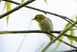 Image of Chestnut-flanked White-eye