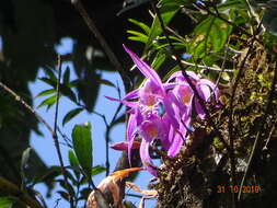 Plancia ëd Pleione praecox (Sm.) D. Don