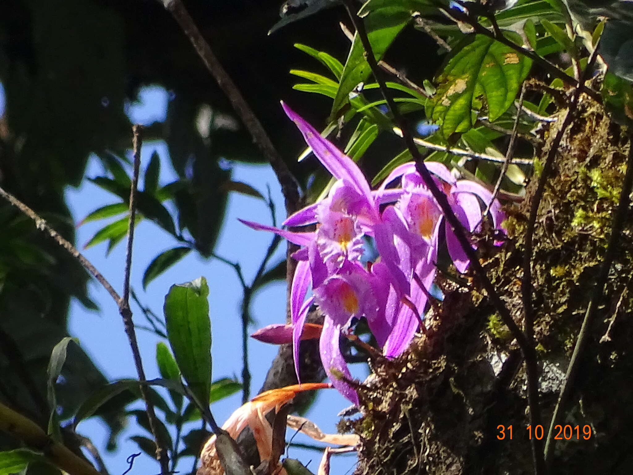 Plancia ëd Pleione praecox (Sm.) D. Don