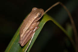 Слика од Boana leptolineata (Braun & Braun 1977)