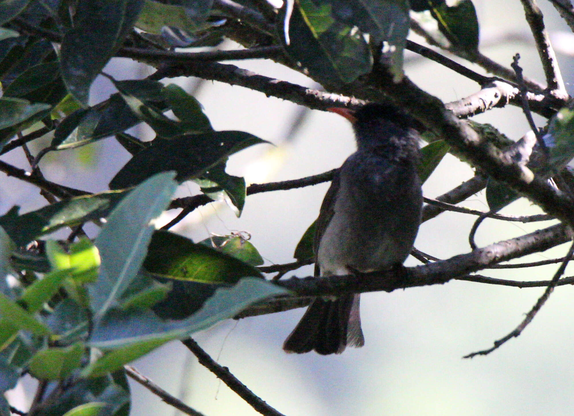 Image of Hypsipetes madagascariensis madagascariensis (Müller & Pls 1776)