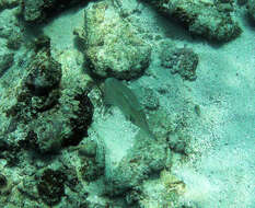 Image de Calmar de récif des Caraïbes